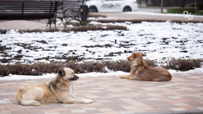 Четыре случая самовыгула собак пресекли в Железноводске 