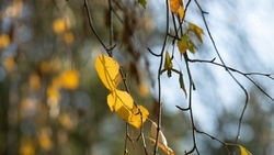 До + 22 градусов поднимется температура 9 ноября на Ставрополье