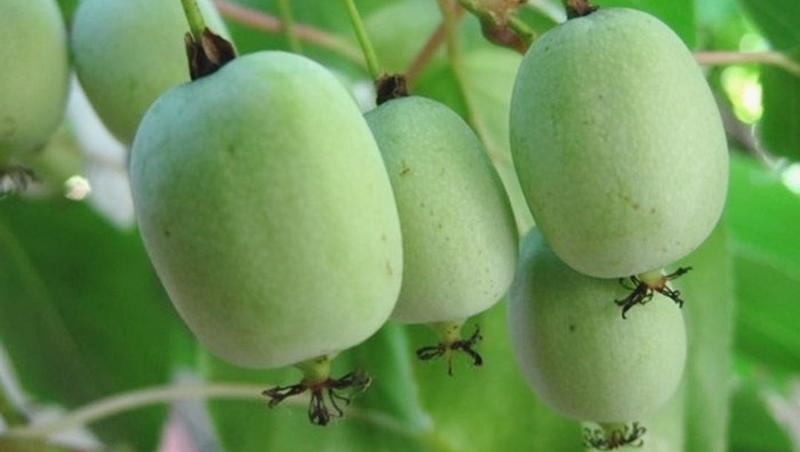 Дальневосточный киви выращивают в Предгорном округе
