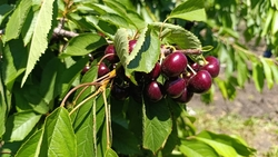 Массовый сбор черешни начался в Предгорном округе