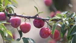 Аграрии Ставропольского края собрали более 1,1 тыс. тонн слив