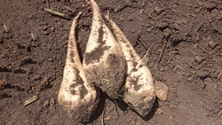 Колхоз на Ставрополье определил лучшие российские гибриды сахарной свёклы