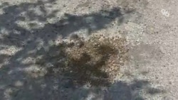Ставропольцам рассказали о действиях при обнаружении роя пчёл на улице