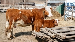 В России проводят мониторинг заболеваний животных в домашних хозяйствах