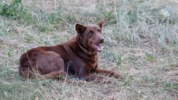 Власти Изобильненского округа выплатят 60 тыс. рублей ребёнку, покусанному бездомной собакой