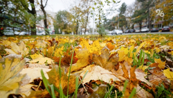 Дым от сжигания листвы опаснее сигаретного — завкафедрой ставропольского медвуза