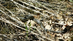 Спасатели достали змею из газовой печи в доме в Апанасенковском округе