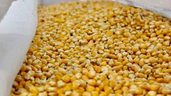 Более 360 тыс. га кукурузы и подсолнечника засеют на Ставрополье