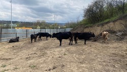 Дюжину гуляющих по Кисловодску бесхозных коров отправили на штрафстоянку 