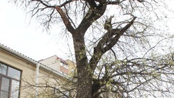 Жильцы многоквартирного дома в Ставрополе просят спилить старое дерево