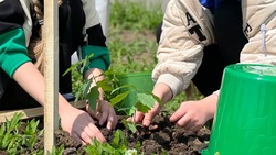 Школьники Ставрополья вместе с экоактивистами высадили 1,5 тыс. саженцев дуба 