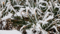 Заморозки ожидаются на Ставрополье 5 и 6 мая 