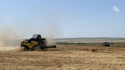 Рост урожая, редкая культура и семейный труд: как идёт уборка полей в Андроповском округе