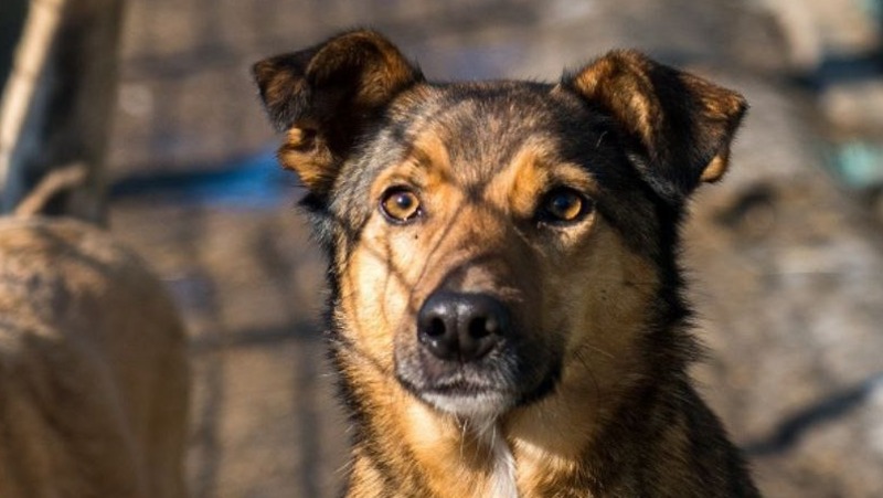 Ребёнку, которого покусал бездомный пёс в Ессентуках, выплатят компенсацию морального ущерба