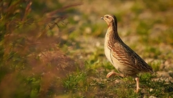 В Ставропольском крае закончился сезон охоты на степную и полевую дичь без собак