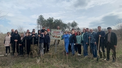 Более 1 тыс. деревьев посадили во время акции «Сад памяти» на Ставрополье