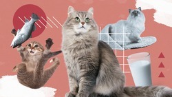 Умеет ли мурка мстить и любит ли молоко: ставропольский ветеринар — о мифах про кошек и котов