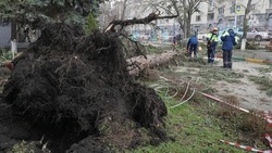 Более 60 деревьев рухнули в Ставрополе с начала недели