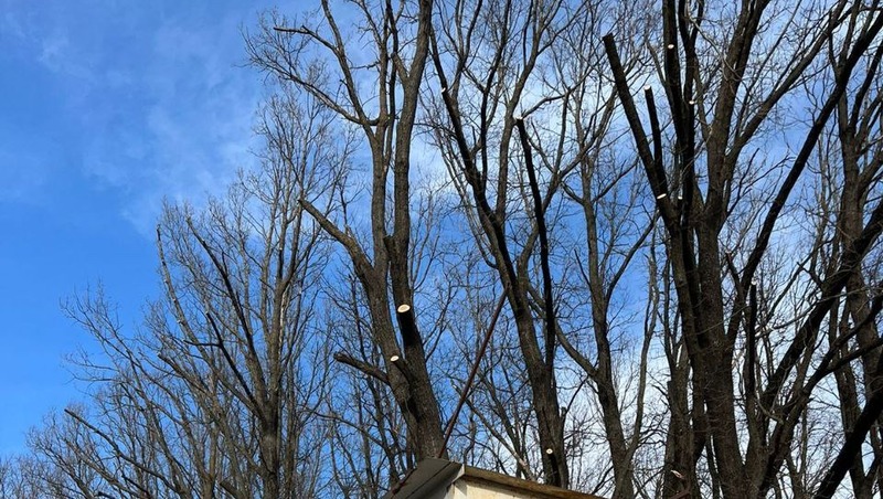 Жители Ставрополя вновь жалуются на спил деревьев в Дубовой роще