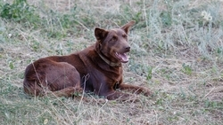 В Минводах расследуют уголовное дело по факту нападения собаки на ребёнка