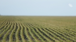 Уборка раннего картофеля началась в Предгорном округе