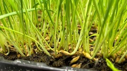 «Нанозакалённые» семена: ставропольские учёные усовершенствовали технологию прорастания семян