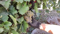 Первую тонну винограда собрали в хозяйствах Ставрополья