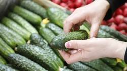 Школьников Георгиевского округа научили выбирать качественные продукты 