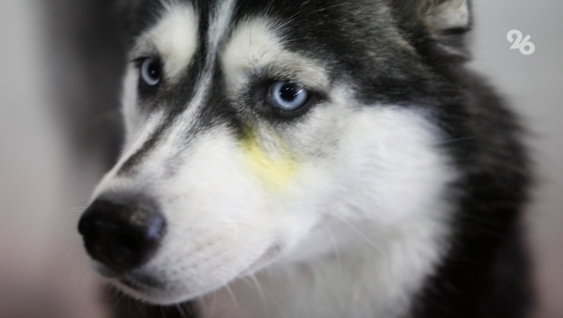 Гонки на собачьих упряжках пройдут в Ставрополе