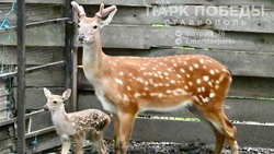 В зоопарке Ставрополя родились детёныши яка, лани и оленей