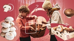 «Тихая охота» на Ставрополье: как вернуться с полной корзиной грибов и без неприятностей