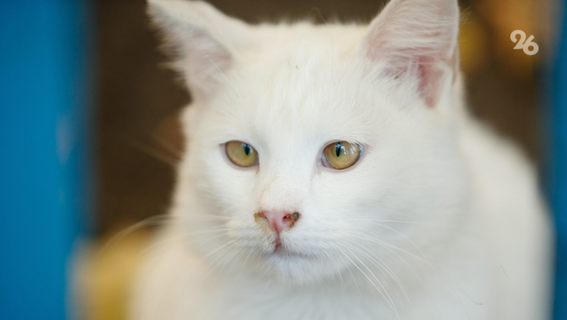 За подделку кошачьих документов оперативники Северной Осетии задержали москвичку