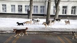 Уголовное дело возбудили после нападения собак на беременную женщину в Пятигорске