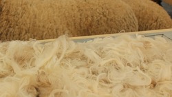 Ставропольские овцеводы планируют получить 2,7 тыс. тонн шерсти