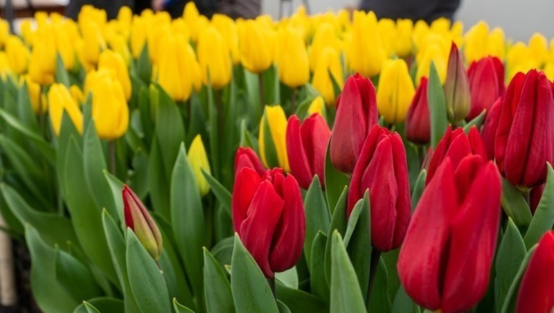 Свыше 50 тыс. луковиц тюльпанов высадили в Железноводске 