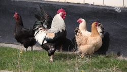 Правила содержания птиц изменятся на Ставрополье с 1 сентября 