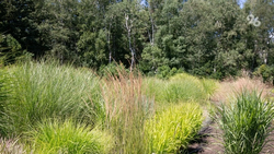 Пребывание в лесах Ставрополья ограничат с 1 по 20 сентября 