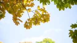 Спокойная и тёплая осень сохранится на Ставрополье в начале рабочей недели