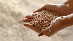 Экспорт зерновых культур со Ставрополья вырос в 1,6 раза