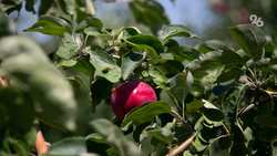 На Ставрополье компенсируют до 70% затрат на закладку садов — губернатор