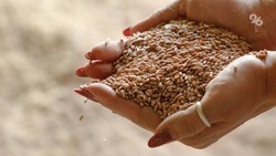 Семена со Ставрополья будут экспортироваться в Армению