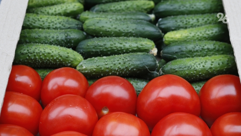 Производство огурцов на Ставрополье увеличилось в 2,5 раза