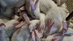 Ставрополье поставляет диетическое мясо кроликов во все регионы России