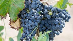 Ставропольские виноградари получат поддержку в рамках президентского поручения