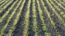 Около половины плановых площадей засеяли в Кочубеевском округе