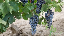 На Ставрополье выросла урожайность виноградных хозяйств