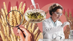 Восемь лет и 15 млн рублей на один сорт: как трудятся учёные-селекционеры Ставрополья 