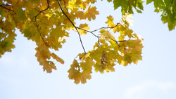 В начале недели на Ставрополье температура воздуха поднимется до +19