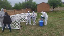 Учения по ликвидации очагов африканской чумы и гриппа провели в Светлограде 