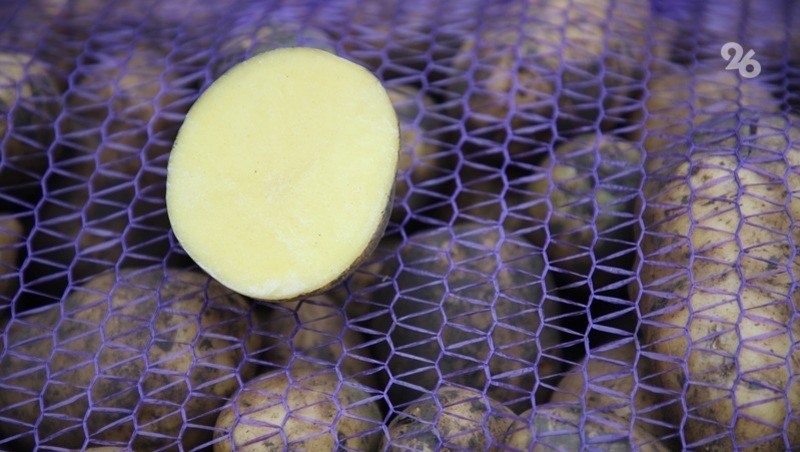 Более 2 тыс. тонн картофеля собрали аграрии Шпаковского округа 